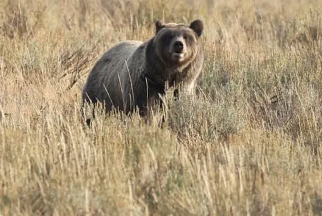 Hiker Injured by Grizzly in Yellowstone Transported to Trauma Center