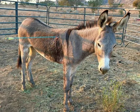Burro Healing Following Latest Bow Assault on Free-Roaming Asses in the Golden State